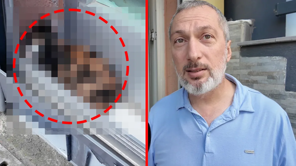 İstanbul’da Yavru Kedi Tabela İçinde Mahsur Kaldı