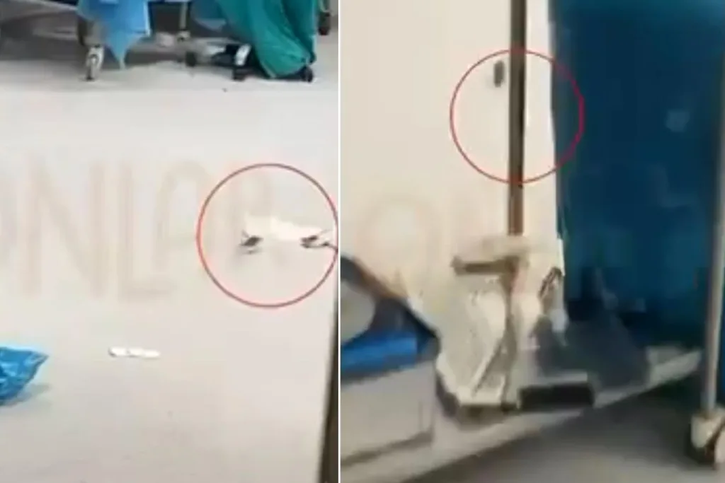 İstanbul Hastanesinde Skandal: Ameliyat Masasında Fareler Dolaştı!
