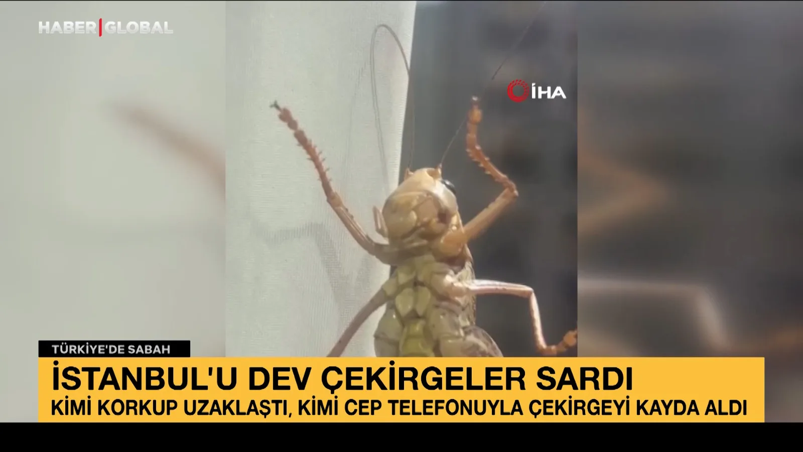 İstanbul’u Çekirgeler Sardı: Paniğe Neden Oldu!