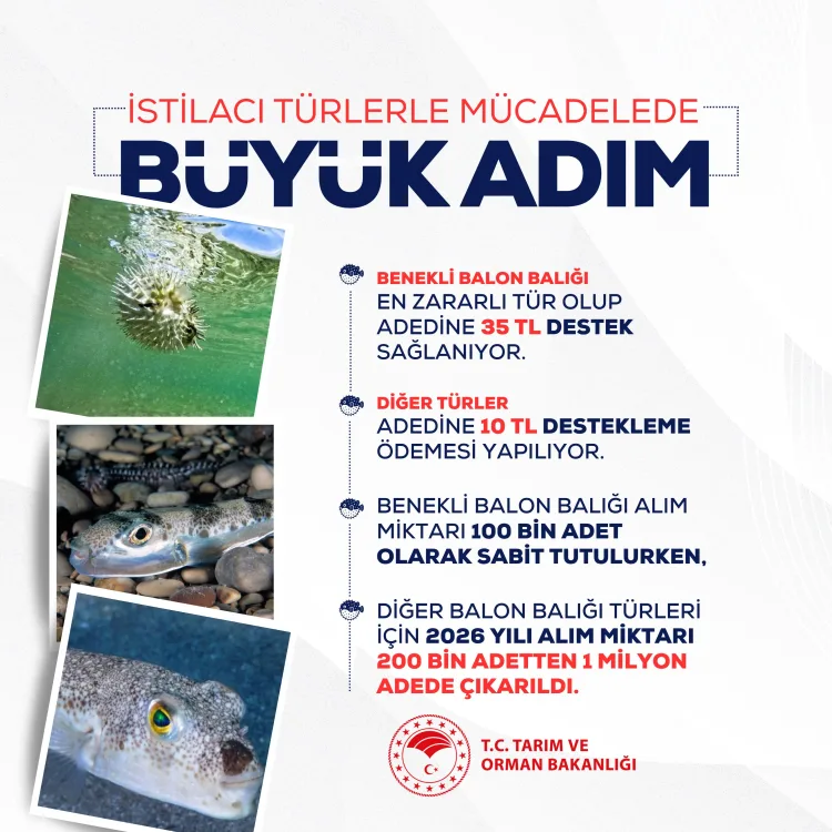 İstilacı Balon Balığı Kotası 1 Milyona Yükseldi!