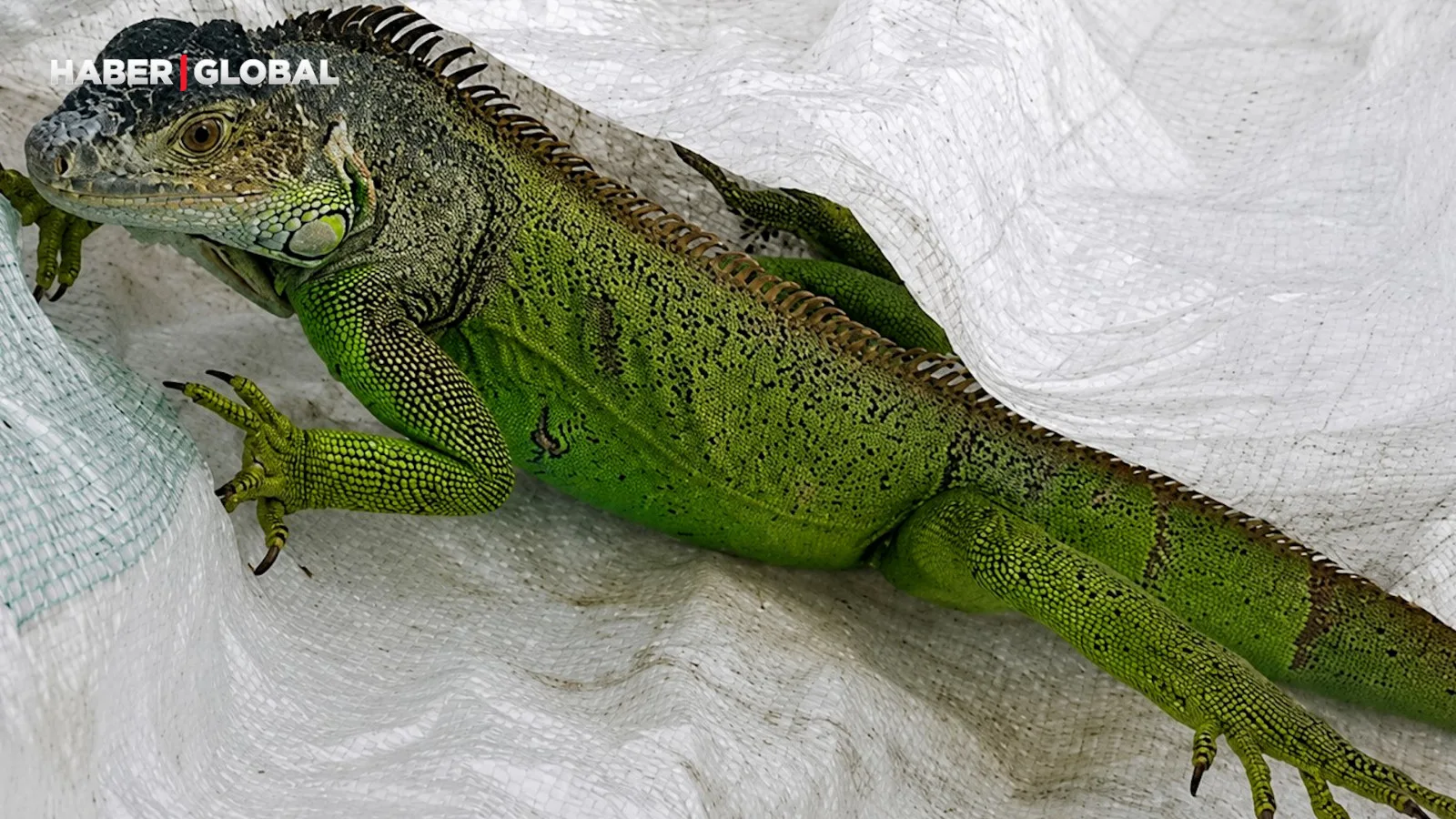 İtfaiye, Düzce’de Yeşil Iguana Buldu!