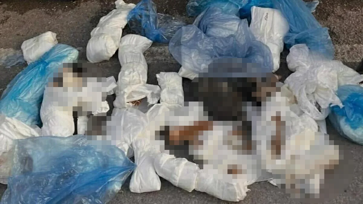 İzmir’de Çöp Konteynerinde 33 Ölü Kedi Bulundu!