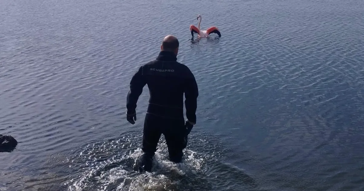 İzmir’de Flamingo Kurtarma Operasyonu Başarıyla Tamamlandı