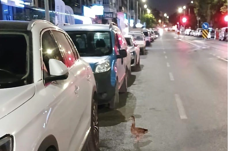 İzmir’de Zabıta, Trafiği Durdurup Ördeği Kurtardı!