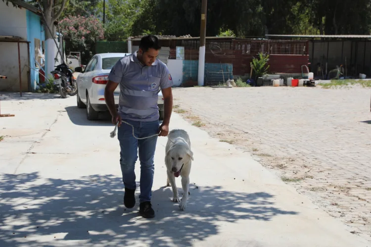 İzmir’den Hayvan Severlere: Satın Alma, Sahiplen!
