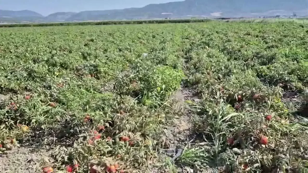 İzmir Kınık’ta Çiftçiden Çağrı: ‘Batıyoruz!’