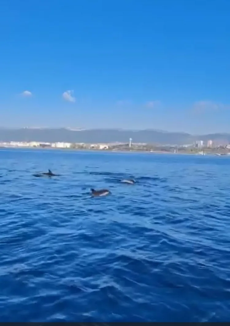 İzmit Körfezi’nde Yunus Şöleni Başladı!