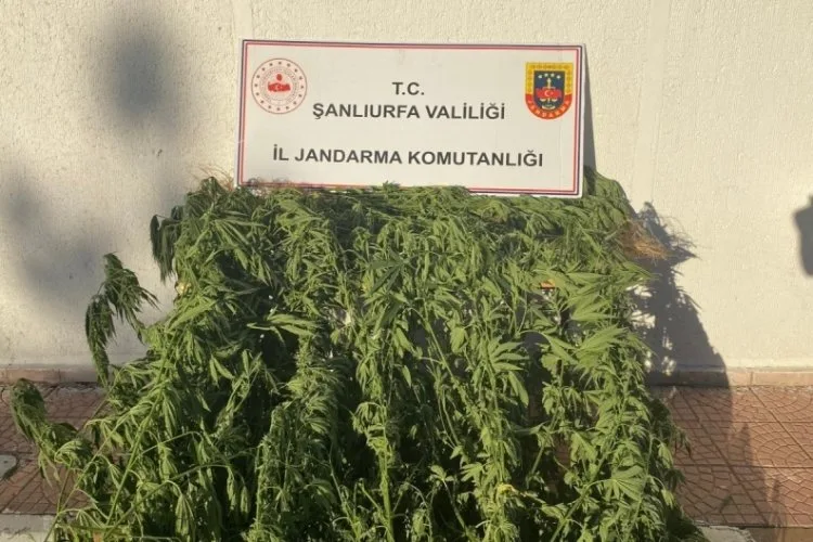 Jandarmadan Siverek’te Uyuşturucu Operasyonu!