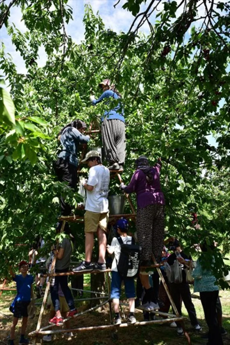 Japon Öğrenciler Denizli’de Kiraz Hasadı Yaptı!