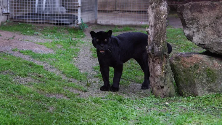 Juliet Jaguar, İzmir’de Huzur İçinde Hayata Veda Etti
