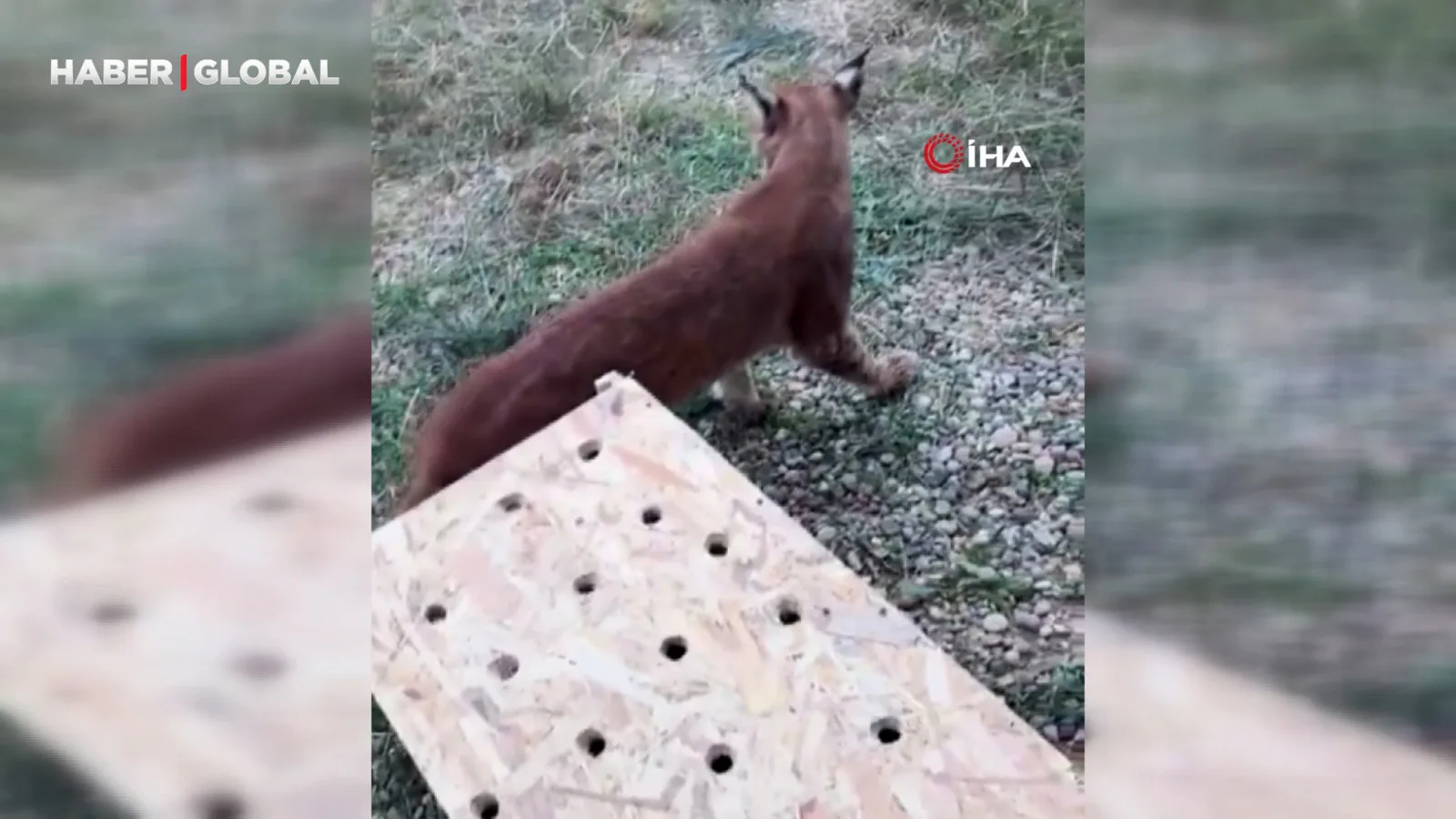 Kaçakçılıkta Şok: Edirne’de Vaşak ve Serval Ele Geçirildi