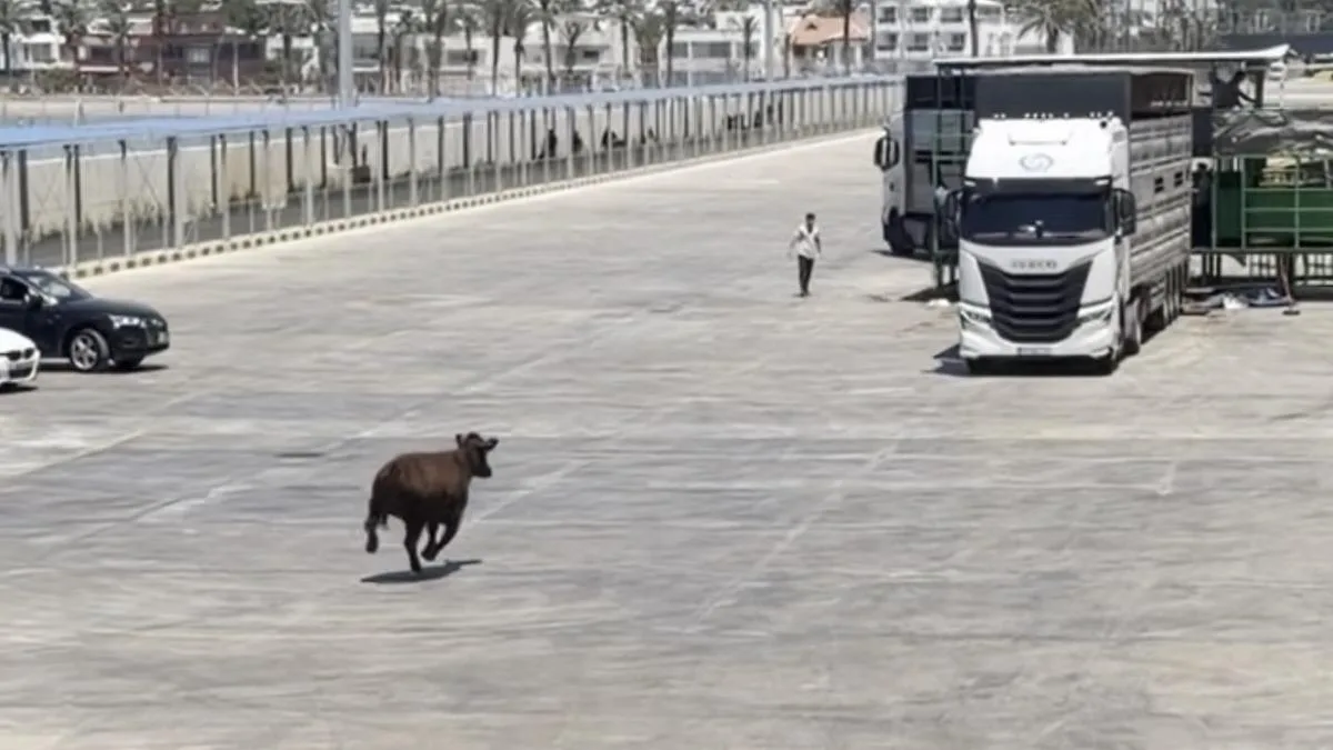 Kaçan Angus Denizde Macera Yaşadı!