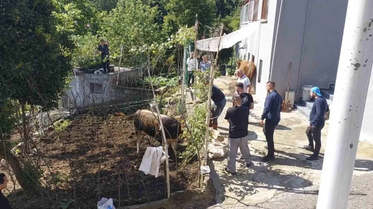 Kaçan Boğa, Rize Sokaklarını Karıştırdı!