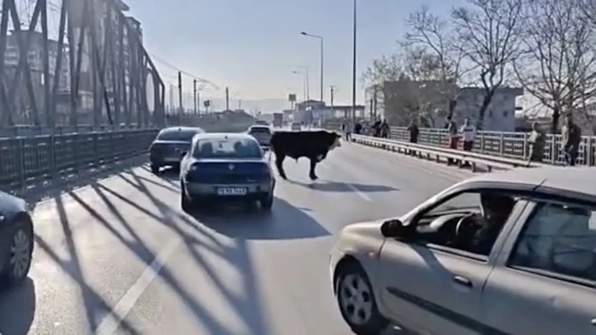 Kaçan Boğa Trafikte Panik Yarattı!