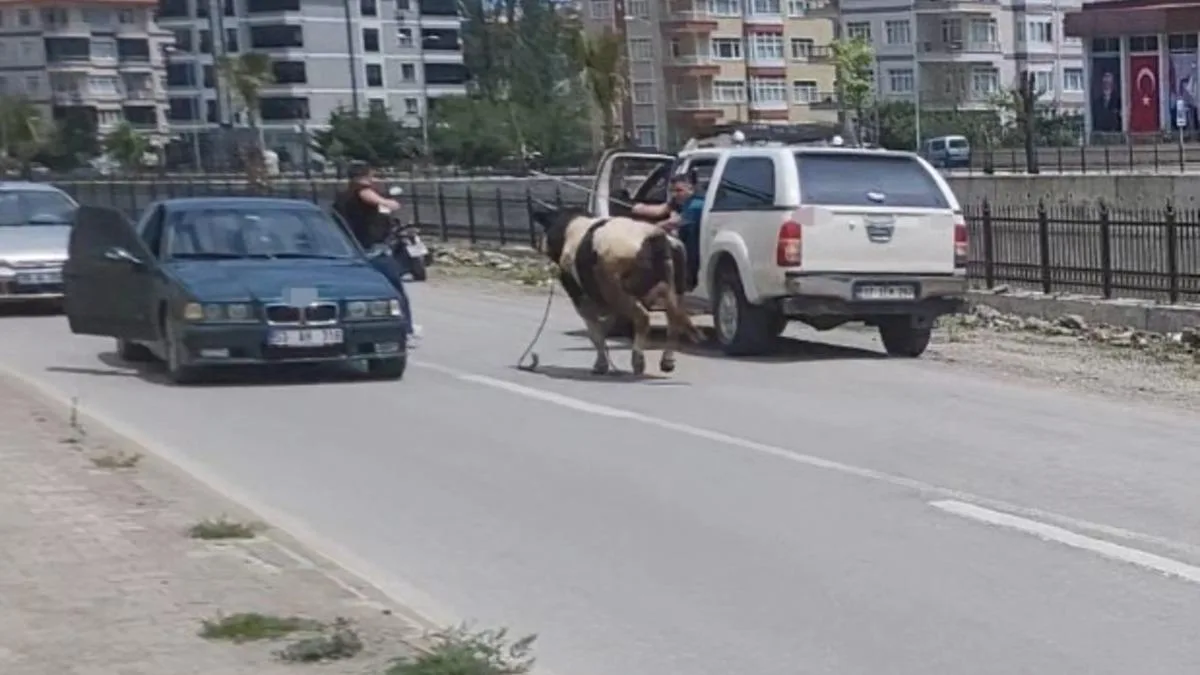 Kaçan Kurbanlık Dana, İnebolu’da Paniğe Neden Oldu!