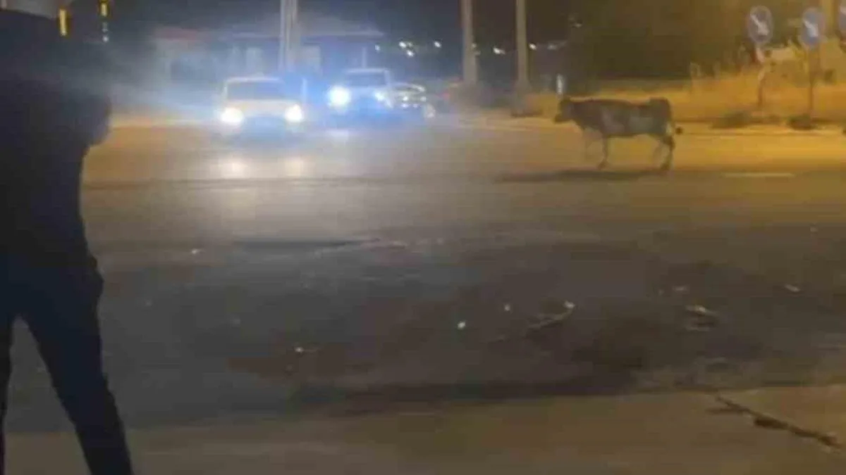 Kaçan Kurbanlık İnek Trafiği Karıştırdı!