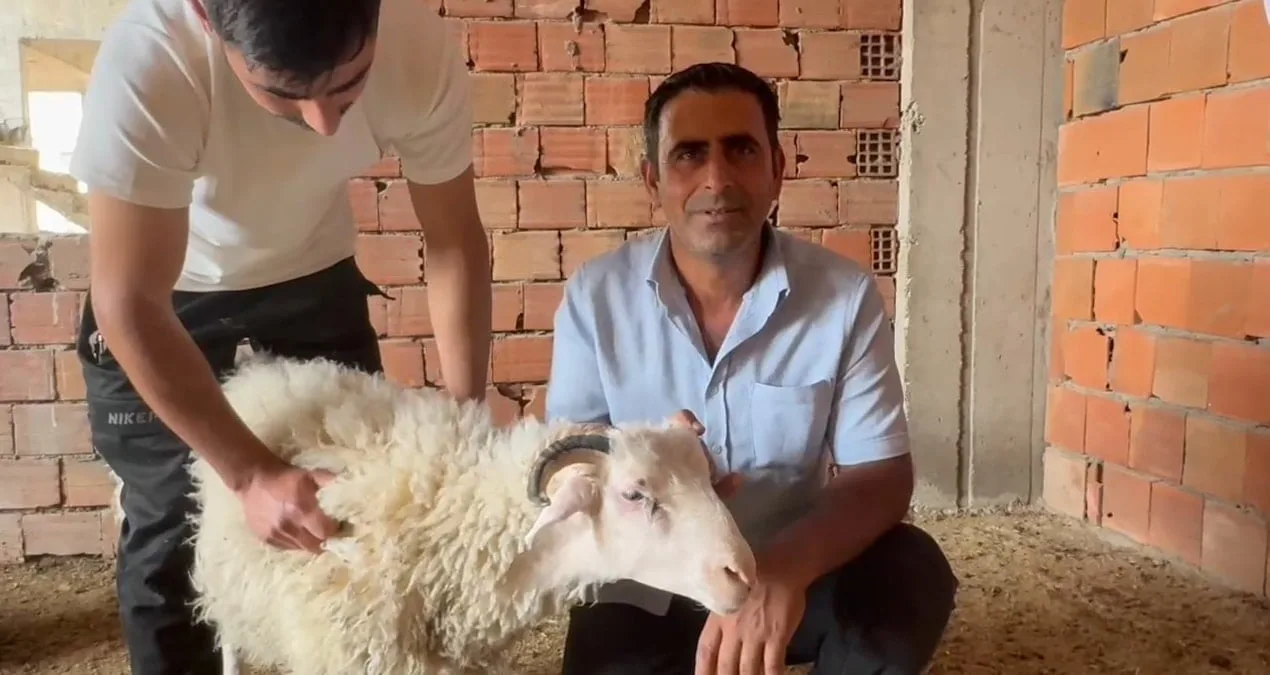 Kaçan Kurbanlık Koç İnşaatın Tepesine Çıktı!