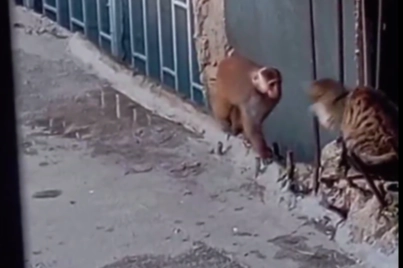 Kadıköy’de Rhesus Makak Panik Yarattı!