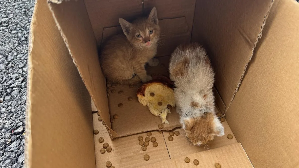 Kahvehanede Sıkışan Kedi Yavruları Kurtarıldı!
