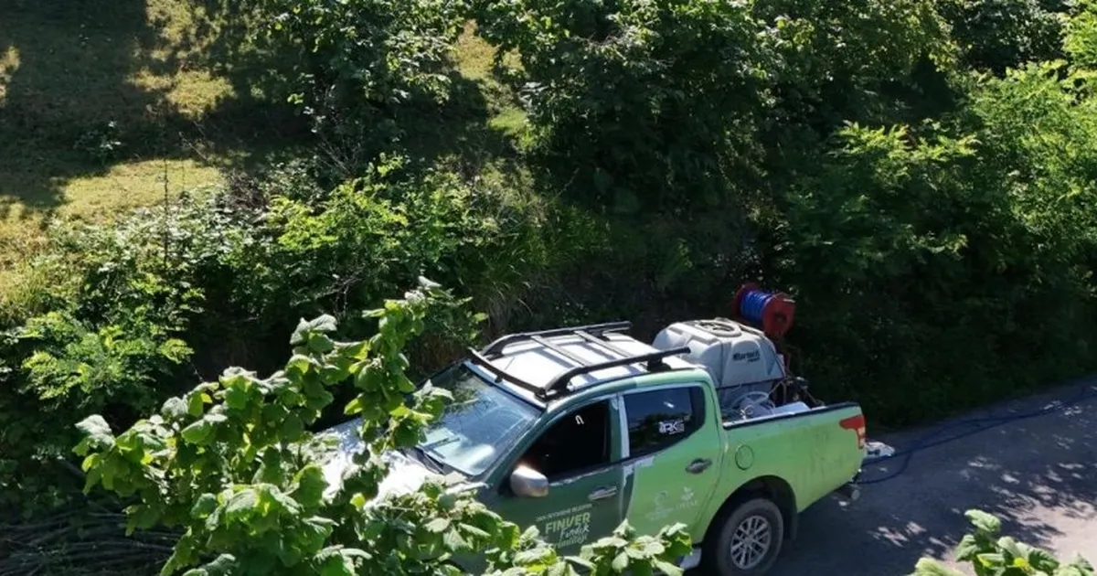 Kahverengi Kokarca Bahçeleri Tehdit Ediyor!