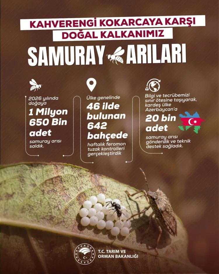 Kahverengi Kokarca ile Mücadelede Yeni Adım!