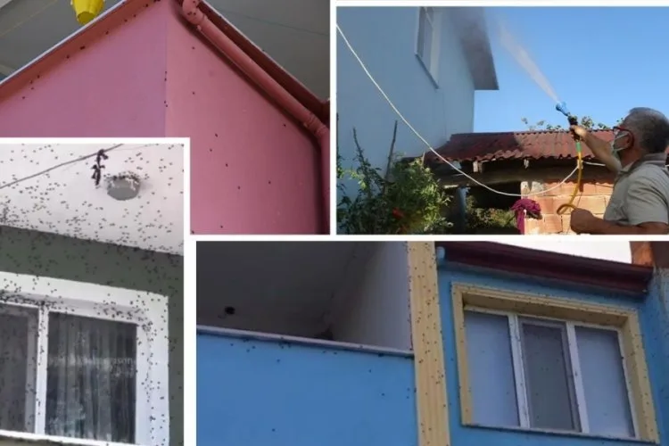 Kahverengi Kokarca Kâbusu: Türkiye Seferber Oldu!
