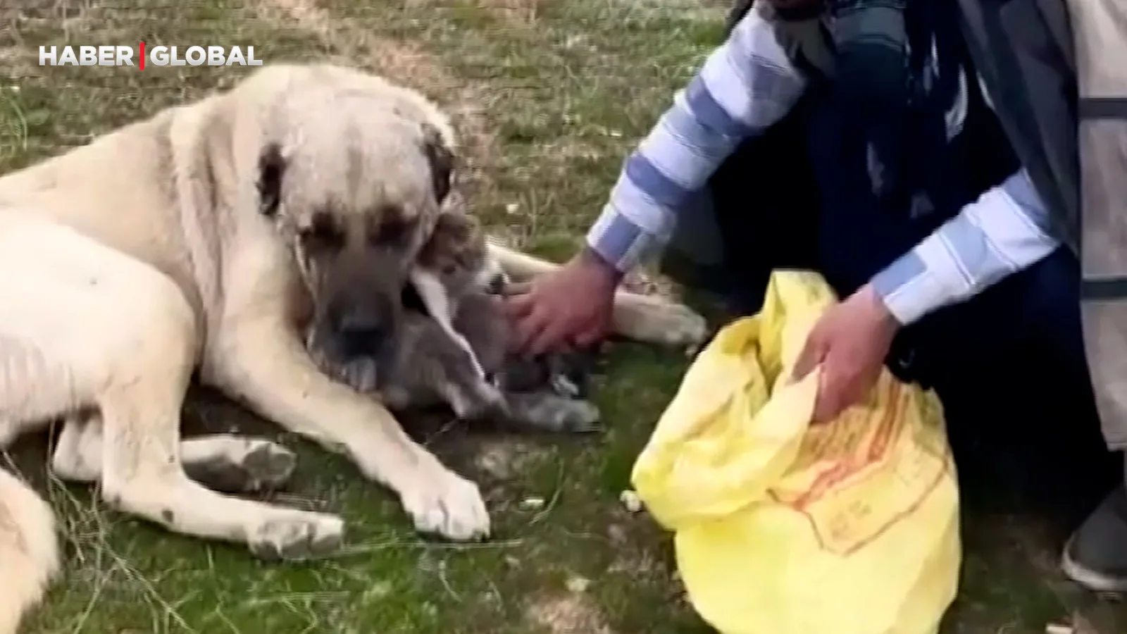 Kangal Köpeği, Yenidoğan Kuzuyu Sahiplendi!