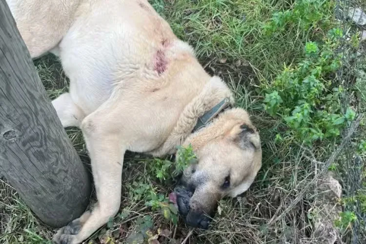 Kangal Köpeğini Vuran Şahıs Gözaltında!