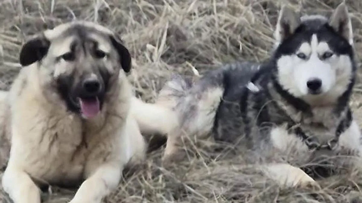 Kangal ve Sibirya Kurdu: Barış Dili Öğretiyor!