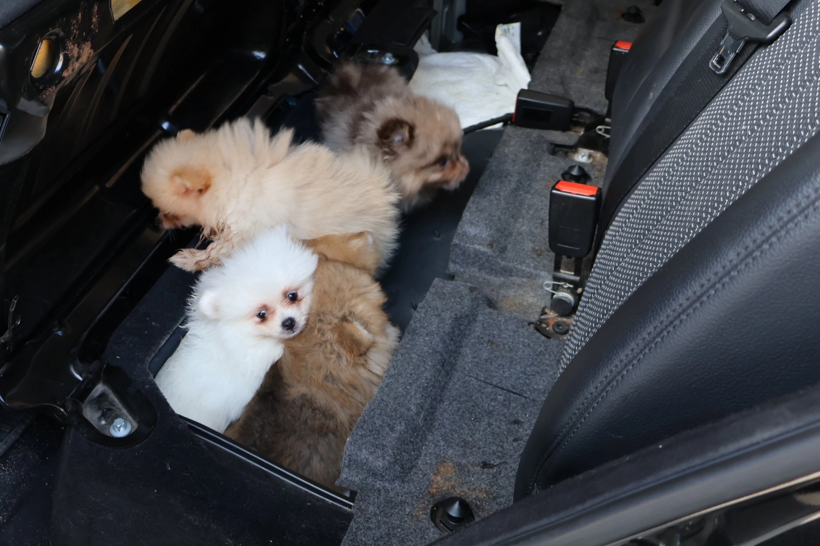Kapıkule’de 5 Yavru Köpek Yasa Dışı Ele Geçirildi!