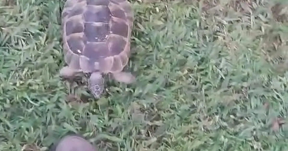 Kaplumbağa Rıfkı’nın Bahçıvanla Dostluğu!