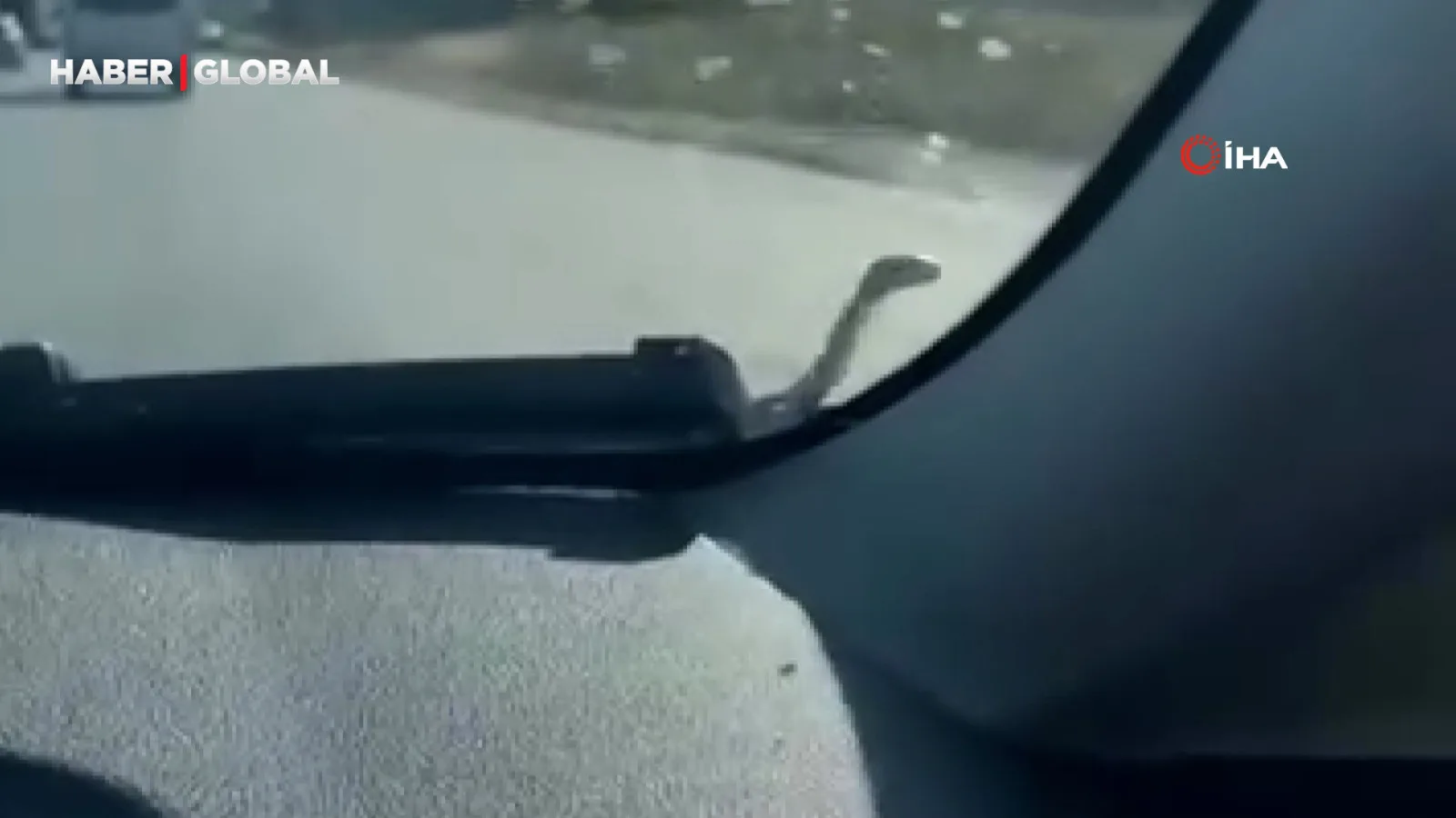 Kaputta Yılan Panik Yaratıyor!