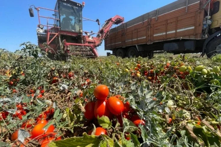 Karacabey’de Domates Krizi: Çiftçiler Zarar Ediyor!
