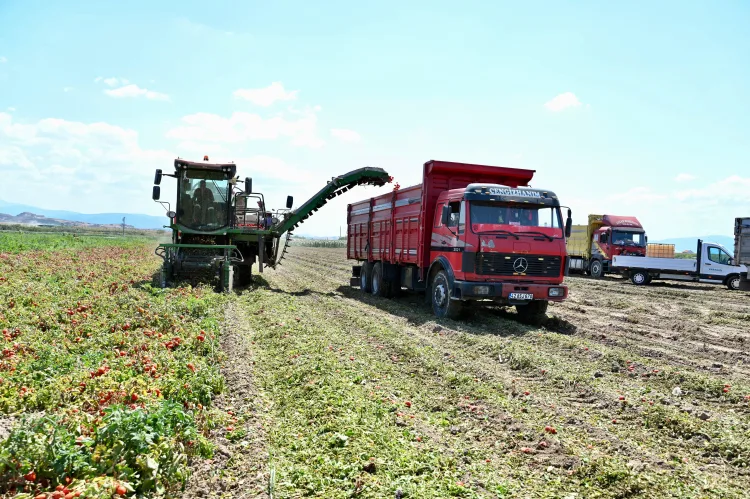 Karacabey Ovası’nda Salçalık Domates Hasadı Devam Ediyor!