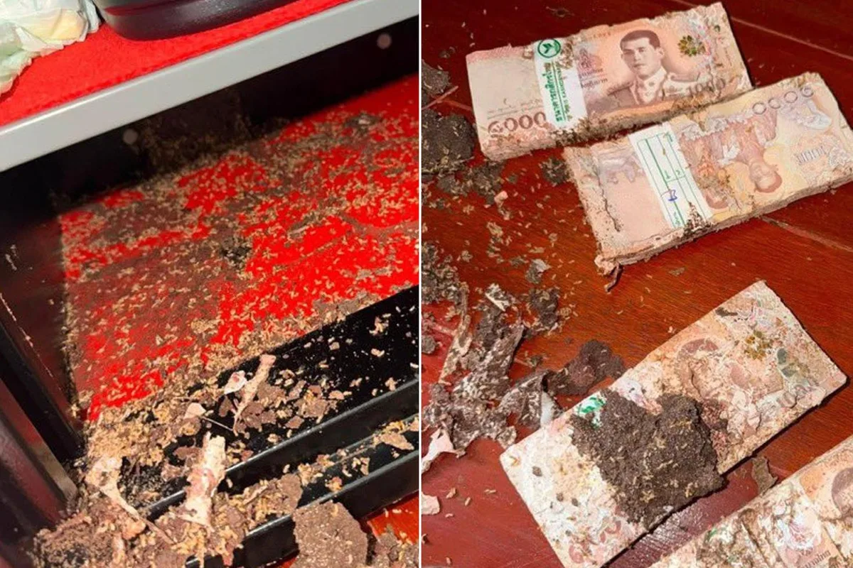 Karıncalar milyonları yemiş! Kadın dehşete düştü
