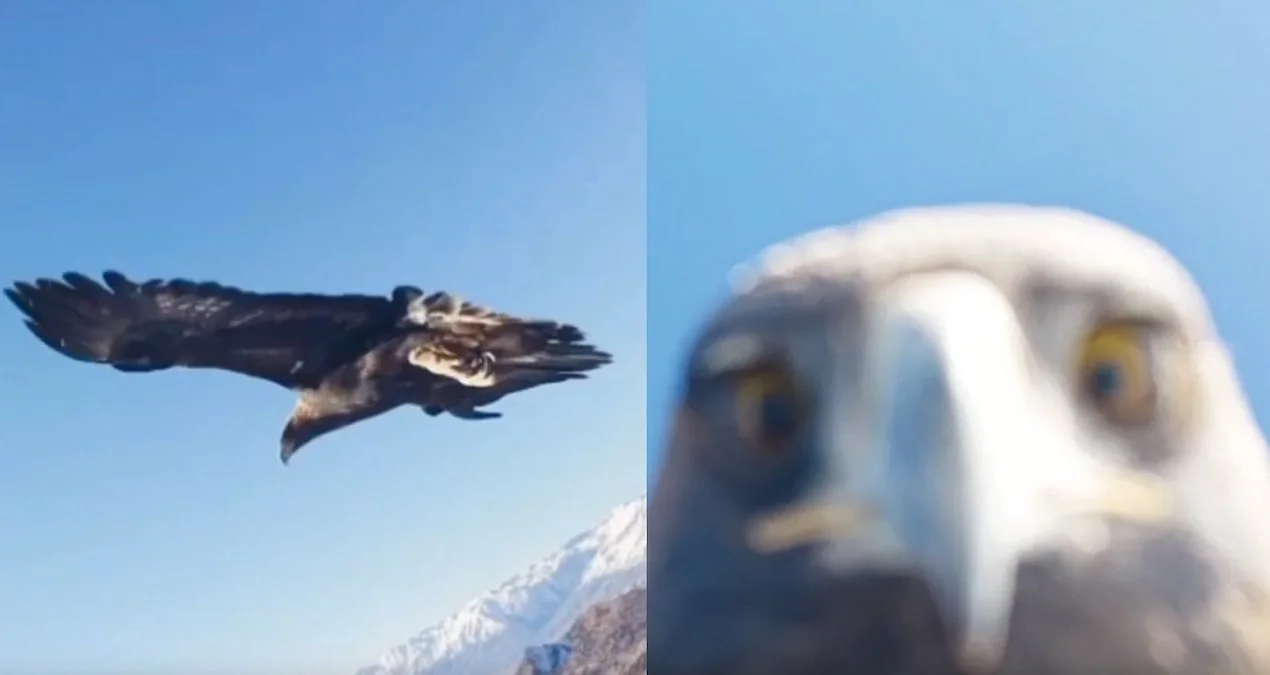 Kartalın Dronu Kapması Dağcıları Zorlukla Karşılaştı