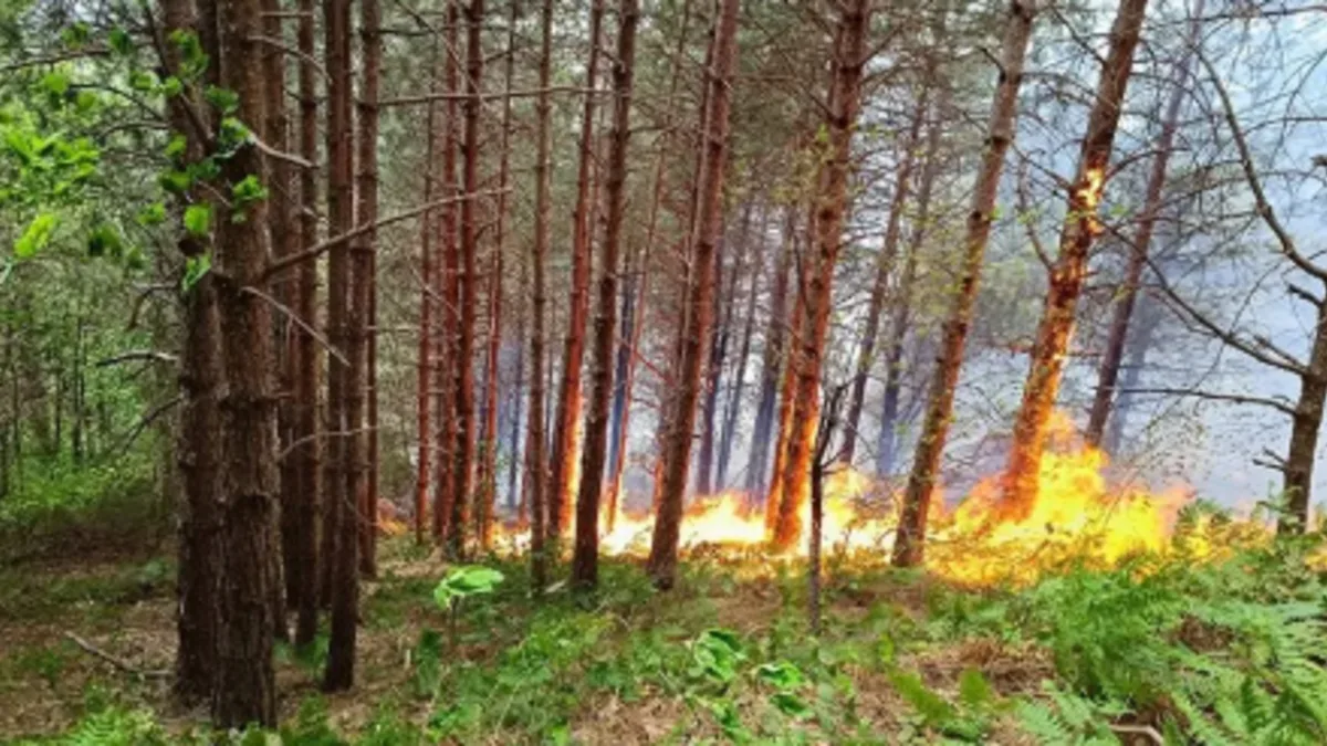 Kastamonu’da Orman Yangını Kontrol Altına Alındı!