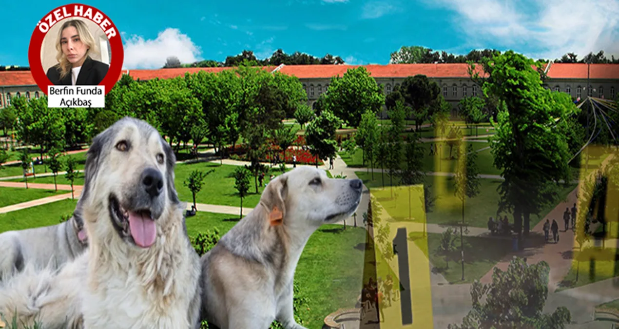 “Kayıp Köpekler İçin Öğrenciler İsyan Etti!”