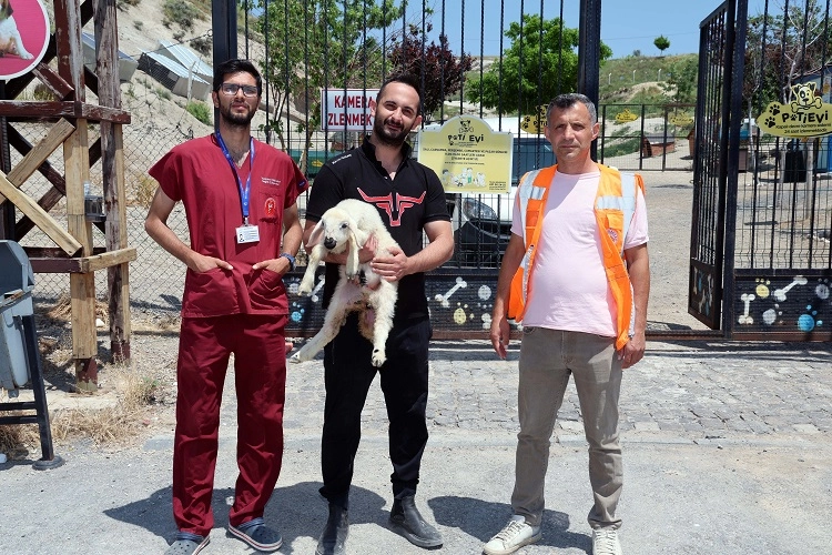 Kayıp Kuzular Bayramda Sahiplerine Kavuştu!