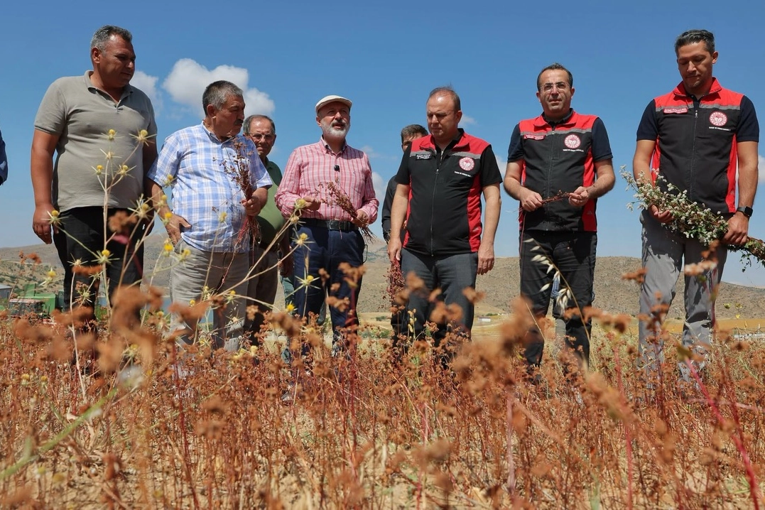 Kayseri’de Karabuğday Hasadıyla Yeni Dönem Başladı!