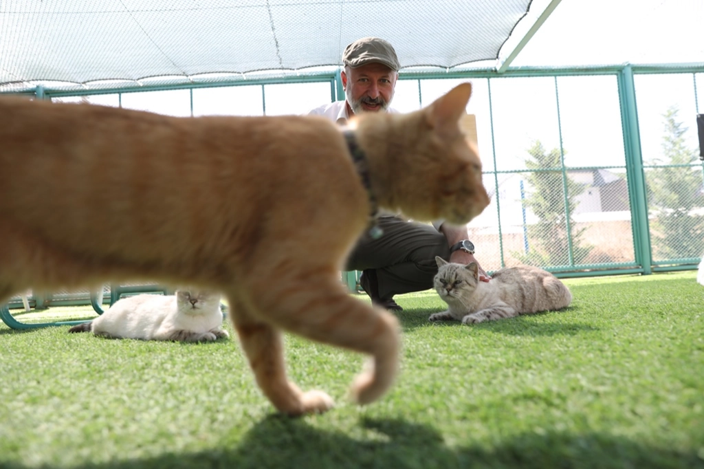 Kedi Kasabası’na 65 Bin Ziyaretçi Rekoru!