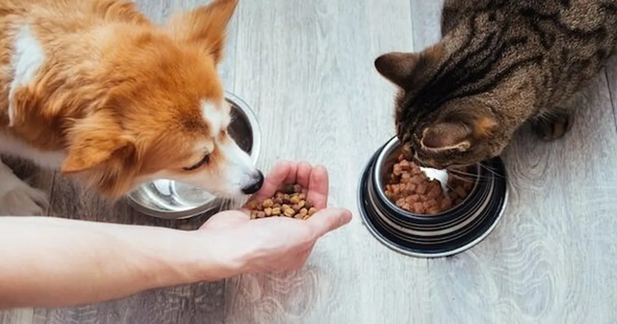 Kedi-Köpek Maması İhracatı 11 Yılda 33 Kat Arttı