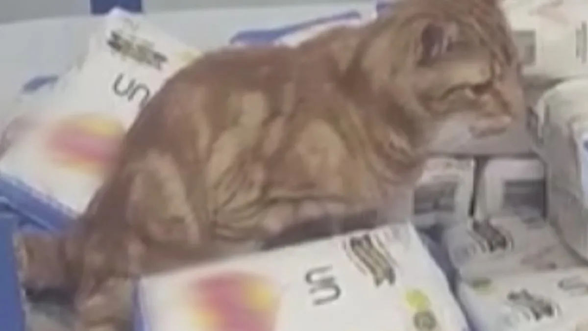 Kedili Hijyen Skandalı: Market Denetime Girdi!