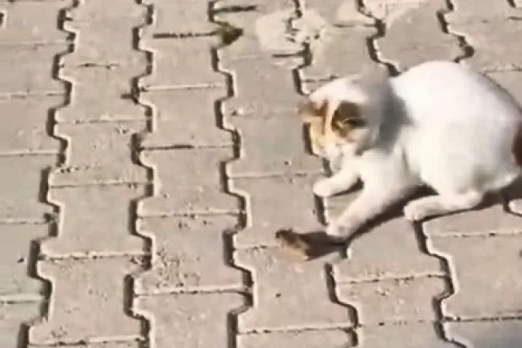 Kedinin Fareyle Eğlenceli Oyunu Kamerada!