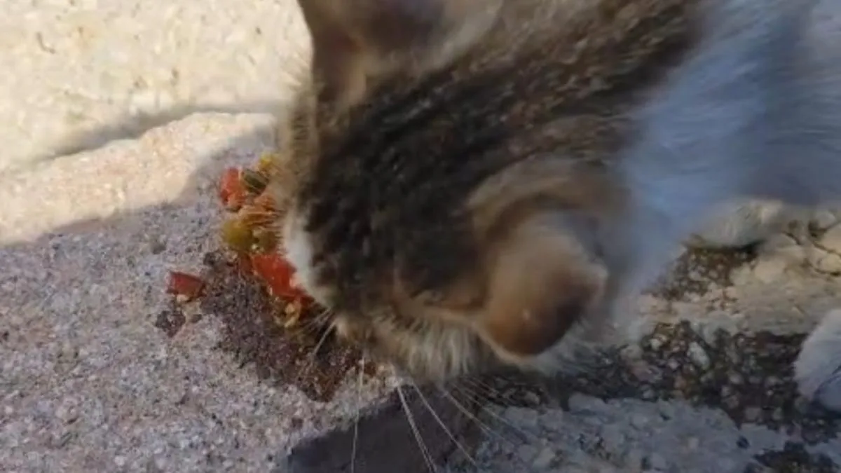 Kedinin Menemen Keyfi, Piknikte Gülümsetti!
