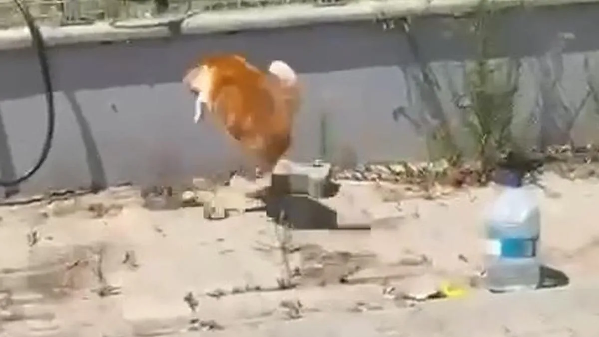 Kedinin Yılanla İlgili İlginç Mücadelesi!
