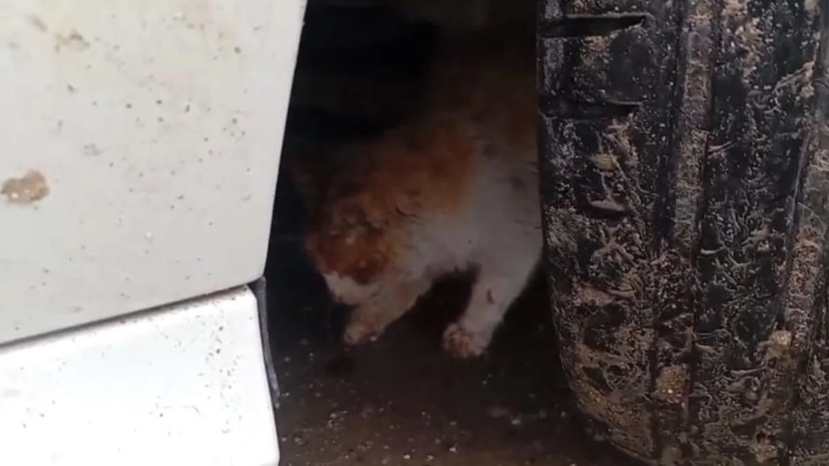 Kediyi Aracın Motorundan Kurtardılar!