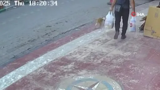 Yürekleri ısıtan görüntü! Kediye Heimlich manevrası yaparak hayatını kurtardı