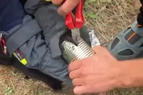 Kediyi Konserve Kutusundan Kurtardılar!