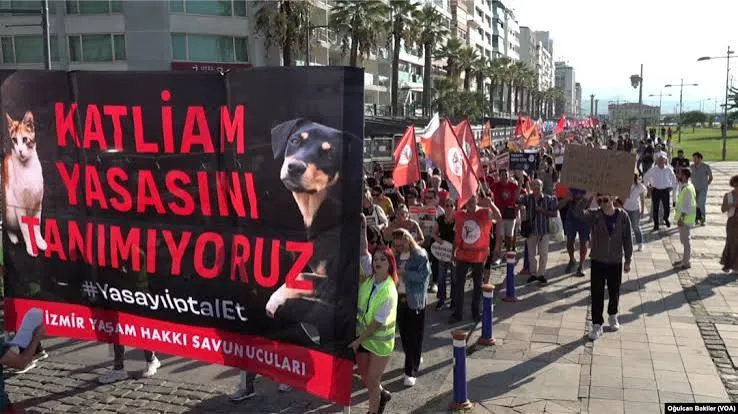 Kediyi Öldürenlere Soruşturma ve Gözaltı Kararı!